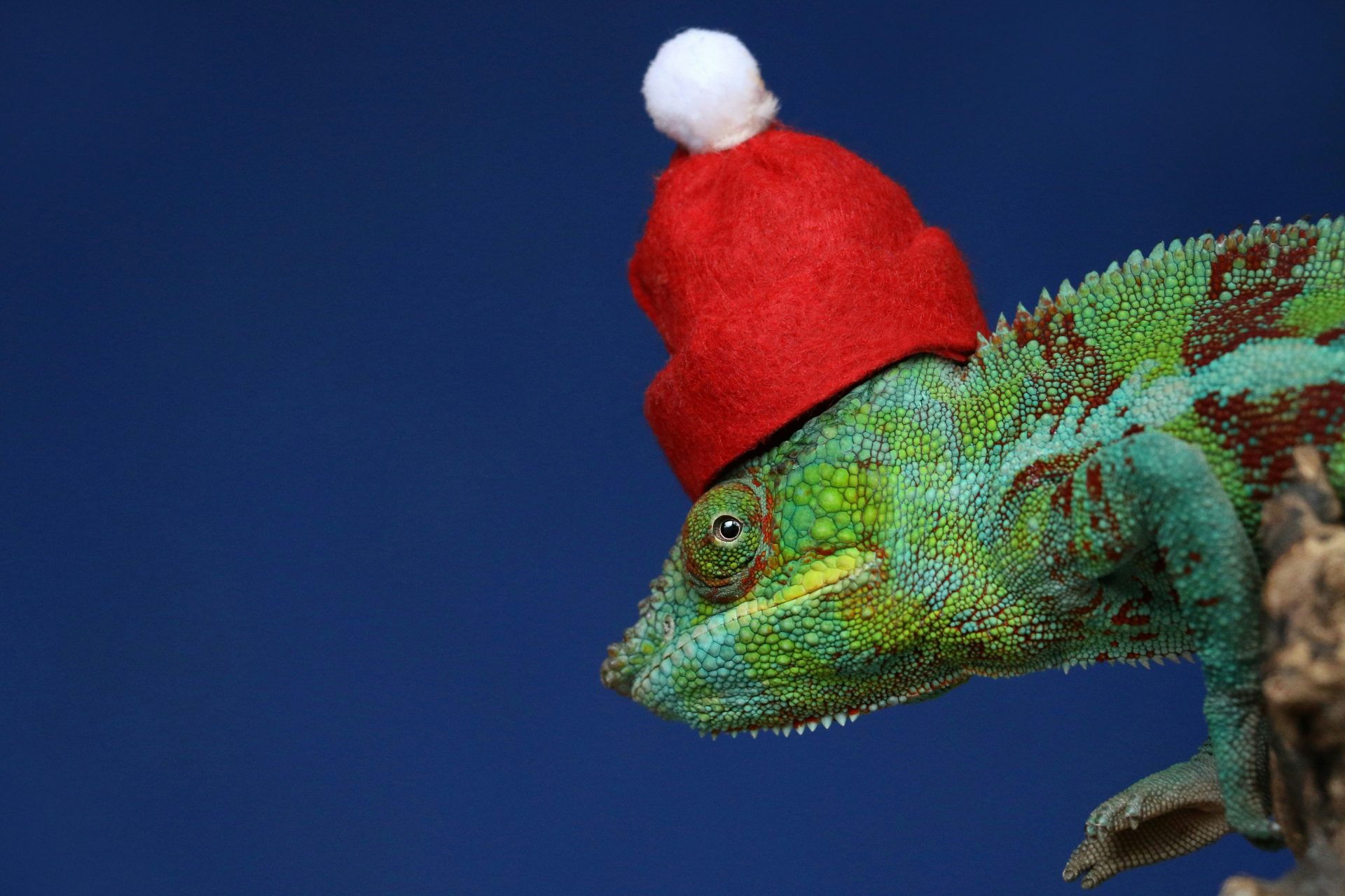 A chameleon wearing a Santa hat, perfect for quirky festive marketing ideas.