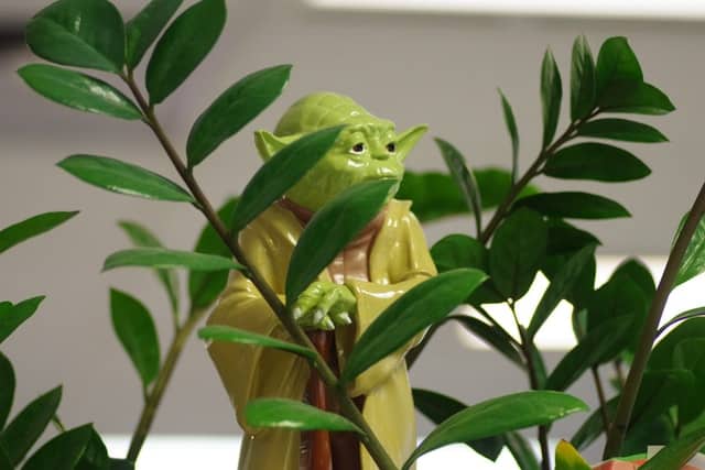 plastic yoda behind a plant