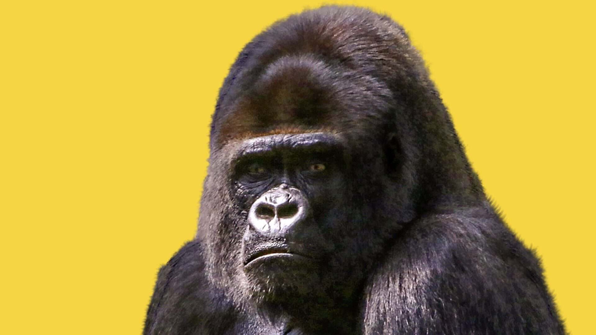 Guerrilla Marketing for Small Business: Your Complete Low-Cost Playbook Gorilla against a yellow background