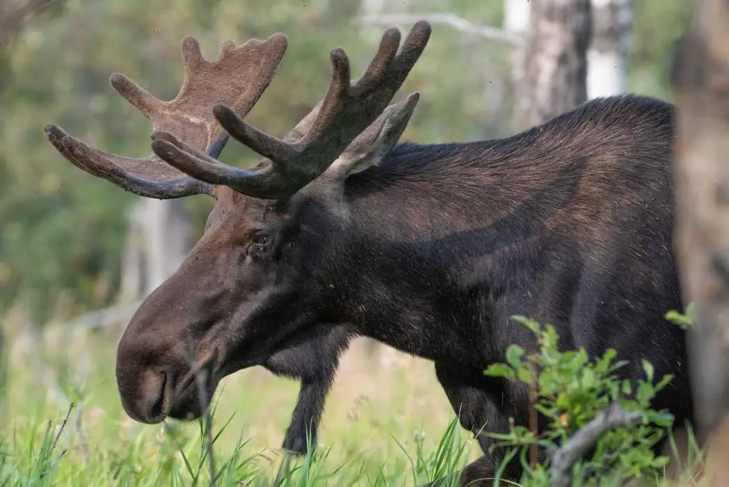 moose in the woods