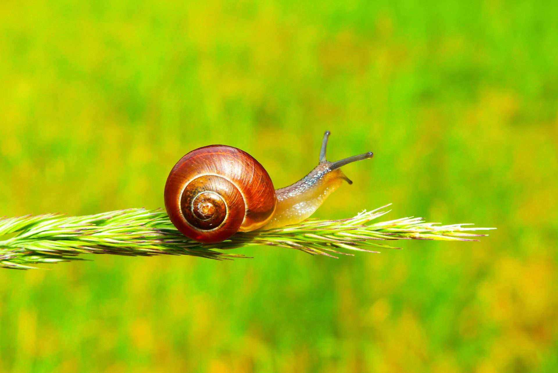 slow down your marketing - snail on a leaf